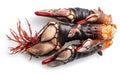 Raw goose barnacles close up isolated on white background Royalty Free Stock Photo