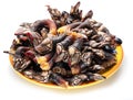 Raw goose barnacles on yellow plate on white background Royalty Free Stock Photo