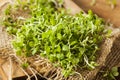 Raw Green Arugula Microgreens