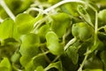Raw Green Arugula Microgreens