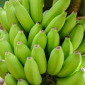 Raw green bunch of bananas