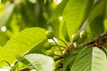 Raw green cherries, branch, closeup photo. Selective focus