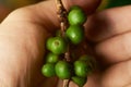 Raw green coffee branch