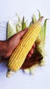 raw green corn pealed in hand  on white background closeup image Royalty Free Stock Photo