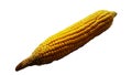 raw green corn pealed isolated on white background closeup image Royalty Free Stock Photo