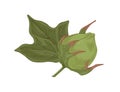 Raw green cotton plant with unblown flower bud. Realistic detailed botanical drawing of coton boll and leaf in vintage