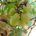 Raw green grapes hangs on the plant and looks attractive