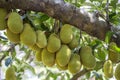 Raw green jackfruit on tree in Vietnam. Tropical fruit, closeup