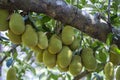 Raw green jackfruit on tree in Vietnam. Tropical fruit, closeup