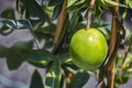 Raw green lemon on tree branch and green leaves in nature. Royalty Free Stock Photo