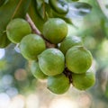 Raw green macadamia nuts on the.