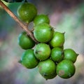 Raw green macadamia nuts on the tree.