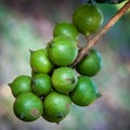 Raw green macadamia nuts on the tree.