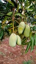 Raw Green Mango Tree Agriculture Farm Fruit Royalty Free Stock Photo