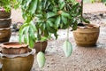 Raw green mangoes on the tree in home garden Royalty Free Stock Photo