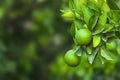 Raw green oranges on a branch