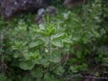 Raw green Oregano in field. Greek natural herb oregano. Green and fresh oregano flowers. Aromatic culinary herbs Royalty Free Stock Photo