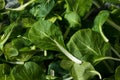 Raw Green Organic Baby Bok Choy Greens