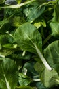 Raw Green Organic Baby Bok Choy Greens