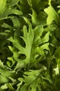 Raw Green Organic Baby Kale