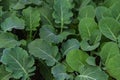 Raw Green Organic Baby Kale Superfood with Antioxidents. Baby kale plant growing in the farmland or garden