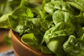 Raw Green Organic Baby Spinach