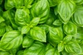 Raw Green Organic Basil Plant Royalty Free Stock Photo