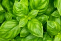 Raw Green Organic Basil Plant Royalty Free Stock Photo