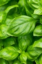 Raw Green Organic Basil Plant Royalty Free Stock Photo