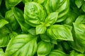 Raw Green Organic Basil Plant Royalty Free Stock Photo