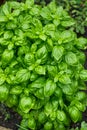 Raw Green Organic Basil Plant Royalty Free Stock Photo