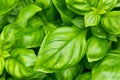 Raw Green Organic Basil Plant Royalty Free Stock Photo