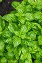 Raw Green Organic Basil Plant Royalty Free Stock Photo