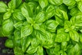 Raw Green Organic Basil Plant Royalty Free Stock Photo