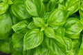 Raw Green Organic Basil Plant Royalty Free Stock Photo