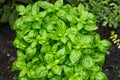 Raw Green Organic Basil Plant Royalty Free Stock Photo