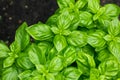 Raw Green Organic Basil Plant Royalty Free Stock Photo