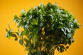 Raw Green Organic Basil Plant Ready to Cook With Royalty Free Stock Photo