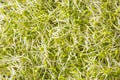 Raw Green Organic Clover Sprouts MIcrogreens