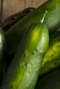 Raw Green Organic Cucumbers Royalty Free Stock Photo