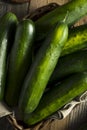 Raw Green Organic Cucumbers Royalty Free Stock Photo