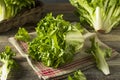 Raw Green Organic Escarole Lettuce