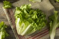 Raw Green Organic Escarole Lettuce