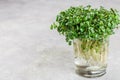 Raw Green Organic radish or daikon Microgreens Royalty Free Stock Photo