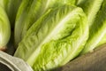 Raw Green Organic Romaine Lettuce Royalty Free Stock Photo