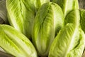 Raw Green Organic Romaine Lettuce Royalty Free Stock Photo