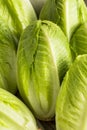 Raw Green Organic Romaine Lettuce Royalty Free Stock Photo