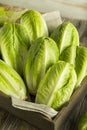 Raw Green Organic Romaine Lettuce Royalty Free Stock Photo