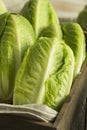 Raw Green Organic Romaine Lettuce Royalty Free Stock Photo