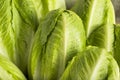 Raw Green Organic Romaine Lettuce Royalty Free Stock Photo